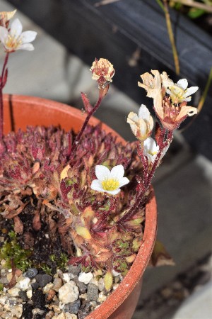  (Saxifraga rosacea - EDNA23-0064712)  @11 [ ] CreativeCommons - Attribution Share-Alike (2023) Jose Ignacio Marquez-Corro Royal Botanic Gardens, Kew