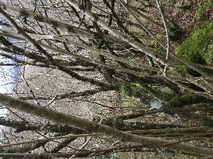  ( - EDNA21-0060826)  @11 [ ] NonCommercial ShareAlike (2023) (2023) Rebecca Yahr Royal Botanic Garden Edinburgh