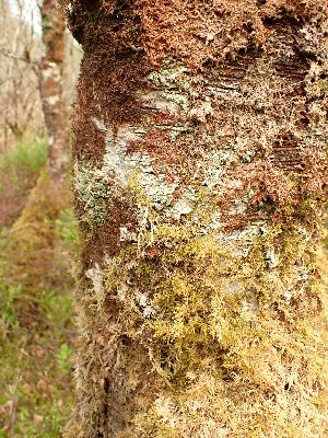  ( - EDNA23-0064144)  @11 [ ] NonCommercial ShareAlike (2023) Rebecca Yahr Royal Botanic Garden Edinburgh