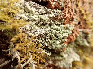  ( - EDNA23-0064144)  @11 [ ] NonCommercial ShareAlike (2023) Rebecca Yahr Royal Botanic Garden Edinburgh