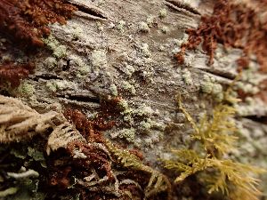  ( - EDNA23-0064144)  @11 [ ] NonCommercial ShareAlike (2023) Rebecca Yahr Royal Botanic Garden Edinburgh