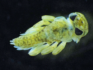  (Ecdyonurus alpinus - Z_07_EpheAB_MSH0012)  @11 [ ] by-nc-nd (2025) Andrea Buffagni CNR-Istituto di Ricerca Sulle Acque