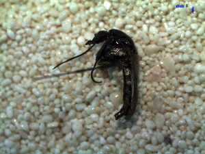  ( - MACN-Bar-Ins-ct 03685)  @12 [ ] Copyright (2012) MACN MACN