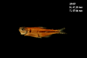  ( - LBPV-25157)  @13 [ ] Unspecified (default): All Rights Reserved  Unspecified Unspecified