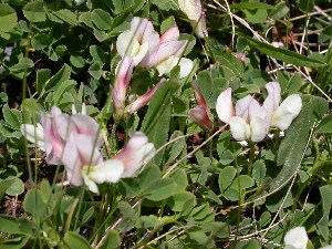  (Trifolium eximium - CCDB-24817-A05)  @11 [ ] CreativeCommons - Attribution Non-Commercial Share-Alike (2015) Evgeny Zibzeev Central Ciberian Botanical Garden