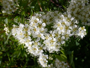  (Spiraea alpina - CCDB-24817-B02)  @11 [ ] CreativeCommons - Attribution Non-Commercial Share-Alike (2015) Evgeny Zibzeev Central Ciberian Botanical Garden