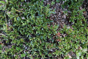  (Salix berberifolia - CCDB-24901-B10)  @11 [ ] CreativeCommons - Attribution Non-Commercial Share-Alike (2015) Evgeny Zibzeev Central Ciberian Botanical Garden