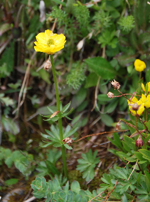  (Ranunculus lasiocarpus - CCDB-24901-H12)  @11 [ ] CreativeCommons - Attribution Non-Commercial Share-Alike (2015) Evgeny Zibzeev Central Ciberian Botanical Garden