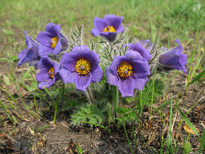  ( - CCDB-24903-C02)  @11 [ ] CreativeCommons - Attribution Non-Commercial Share-Alike (2015) Evgeny Zibzeev Central Ciberian Botanical Garden