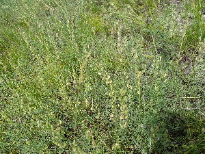  (Astragalus puberulus - CCDB-26259-D06)  @11 [ ] CreativeCommons - Attribution Non-Commercial Share-Alike (2016) Evgeny Zibzeev Central Ciberian Botanical Garden