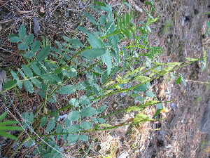  (Astragalus trigonocarpus - CCDB-26259-E02)  @11 [ ] CreativeCommons - Attribution Non-Commercial Share-Alike (2016) Evgeny Zibzeev Central Ciberian Botanical Garden