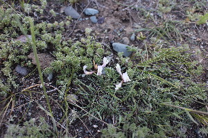  (Astragalus stenoceras - CCDB-26259-F07)  @11 [ ] CreativeCommons - Attribution Non-Commercial Share-Alike (2016) Evgeny Zibzeev Central Ciberian Botanical Garden