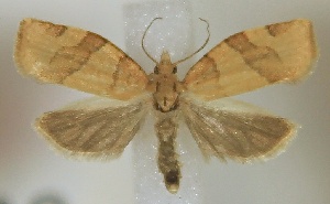  ( - C096001A29Jul2007)  @14 [ ] CreativeCommons - Attribution Non-Commercial Share-Alike (2012) Eric LaGasa Washington State Department of Agriculture