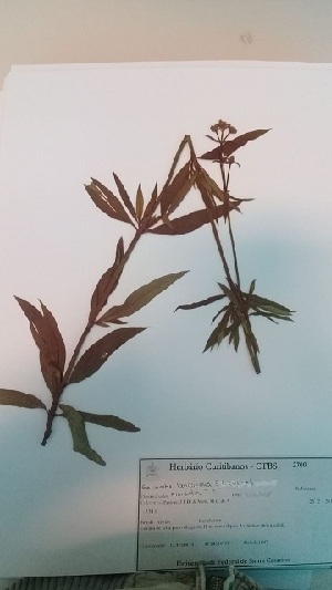  (Galianthe lanceifolia - IBOLFlorentin-30)  @11 [ ] Copyright (2018) IBONE IBONE