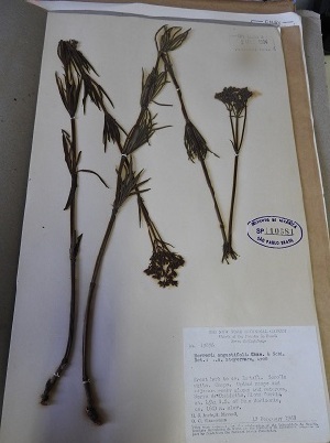  (Galianthe angustifolia - IBOLFlorentin-49)  @11 [ ] Copyright (2018) IBONE IBONE