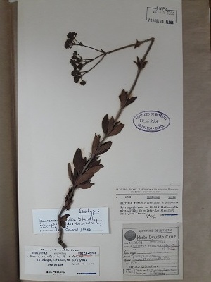  (Galianthe liliifolia - IBOLFlorentin-52)  @11 [ ] Copyright (2018) IBONE IBONE