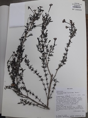  (Heterophyllaea - IBOLFlorentin-80)  @11 [ ] Copyright (2018) IBONE IBONE