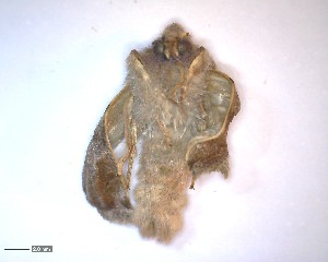  ( - LC00660-26833-B07)  @12 [ ] CreativeCommons - Attribution Non-Commercial Share-Alike (2015) Martin Sigut Department of Biology and Ecology, University of Ostrava