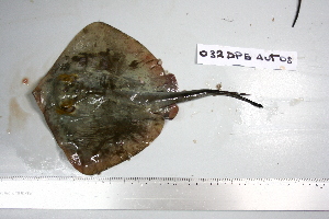  ( - GenMAPDB002984)  @11 [ ] CreativeCommons - Attribution Non-Commercial Share-Alike (2011) Fausto Tinti University of Bologna - Italy