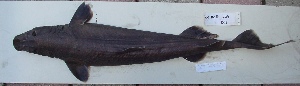  ( - 11M08109DLI)  @12 [ ] Unspecified (default): All Rights Reserved  Unspecified Unspecified