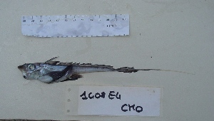  ( - 1G08E4CMO)  @13 [ ] Unspecified (default): All Rights Reserved  Unspecified Unspecified