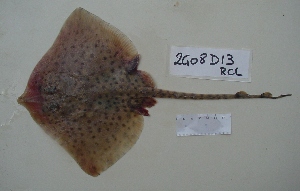  ( - 2G08D13RCL)  @13 [ ] Unspecified (default): All Rights Reserved  Unspecified Unspecified