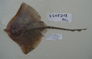  ( - 4G08D13RCL)  @13 [ ] Unspecified (default): All Rights Reserved  Unspecified Unspecified