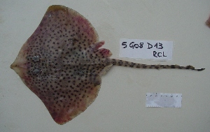  ( - 5G08D13RCL)  @13 [ ] Unspecified (default): All Rights Reserved  Unspecified Unspecified