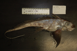  ( - AN055LOBRPA)  @13 [ ] Unspecified (default): All Rights Reserved  Unspecified Unspecified