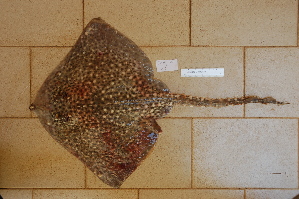  ( - AN075LOBRPA)  @13 [ ] Unspecified (default): All Rights Reserved  Unspecified Unspecified