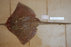  ( - AN073LOBRPA)  @13 [ ] Unspecified (default): All Rights Reserved  Unspecified Unspecified