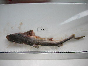  ( - S000068)  @12 [ ] Unspecified (default): All Rights Reserved  Unspecified Unspecified
