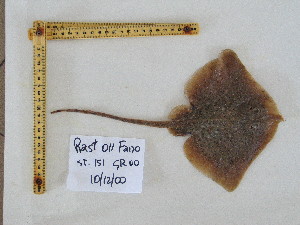  ( - R000011)  @13 [ ] Unspecified (default): All Rights Reserved  Unspecified Unspecified