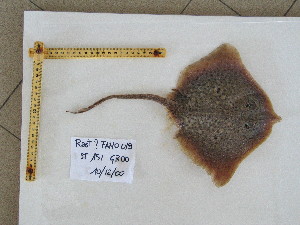  ( - R000019)  @13 [ ] Unspecified (default): All Rights Reserved  Unspecified Unspecified