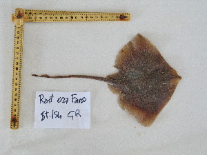  ( - R000027)  @13 [ ] Unspecified (default): All Rights Reserved  Unspecified Unspecified