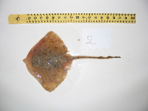  ( - R000766)  @13 [ ] Unspecified (default): All Rights Reserved  Unspecified Unspecified