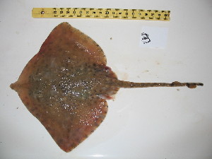  ( - R000767)  @13 [ ] Unspecified (default): All Rights Reserved  Unspecified Unspecified