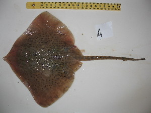  ( - R000768)  @13 [ ] Unspecified (default): All Rights Reserved  Unspecified Unspecified