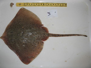  ( - R000769)  @13 [ ] Unspecified (default): All Rights Reserved  Unspecified Unspecified