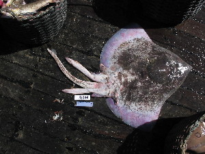  ( - RA002519)  @11 [ ] CreativeCommons  Attribution Share-Alike (by-sa) (2017) Unspecified University of Bologna, Genetics for Environmental and Fishery Resources Lab