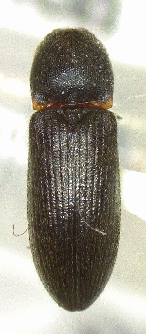  (Tetralimonius maculicollis - SRG0126)  @11 [ ] Unspecified (default): All Rights Reserved  Unspecified Unspecified