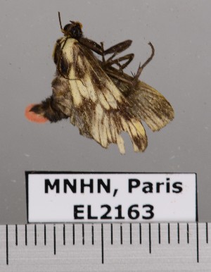  ( - EL2163)  @13 [ ] CreativeCommons - Attribution (2015) MNHN Mus&eacute;um national d'Histoire naturelle