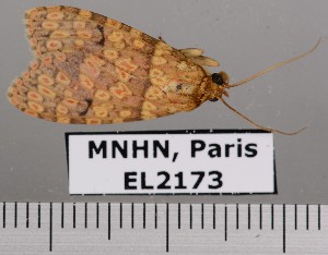  ( - EL2173)  @13 [ ] CreativeCommons - Attribution (2015) MNHN Mus&eacute;um national d'Histoire naturelle