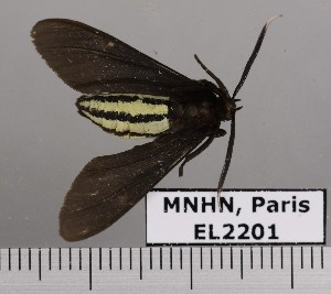  ( - EL2201)  @12 [ ] CreativeCommons - Attribution (2015) MNHN Mus&eacute;um national d'Histoire naturelle
