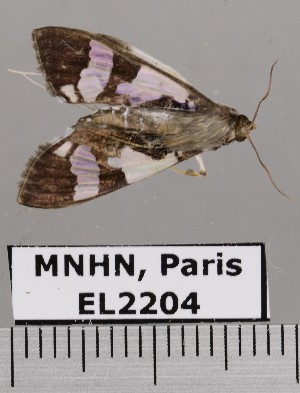  ( - EL2204)  @13 [ ] CreativeCommons - Attribution (2015) MNHN Muséum national d'Histoire naturelle