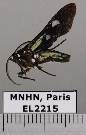  ( - EL2215)  @13 [ ] CreativeCommons - Attribution (2015) MNHN Mus&eacute;um national d'Histoire naturelle