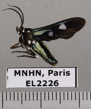  ( - EL2226)  @13 [ ] CreativeCommons - Attribution (2015) MNHN Mus&eacute;um national d'Histoire naturelle