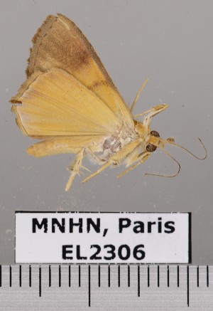  (Eulepidotis emilia - EL2306)  @14 [ ] CreativeCommons - Attribution (2015) MNHN Muséum national d'Histoire naturelle