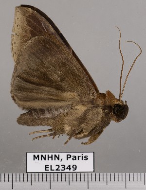  (Parachaea macaria - EL2349)  @13 [ ] CreativeCommons - Attribution (2015) MNHN Muséum national d'Histoire naturelle