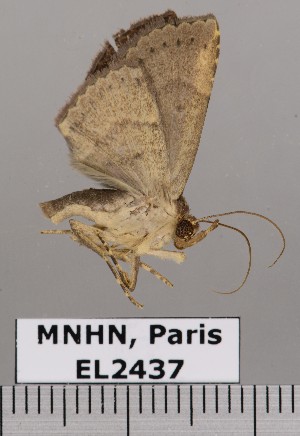  (Antiblemma steropioides - EL2437)  @12 [ ] CreativeCommons - Attribution (2015) MNHN Muséum national d'Histoire naturelle